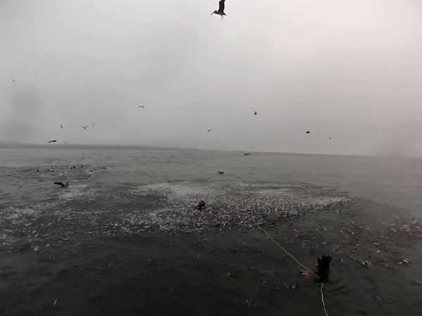 ����ɳ����Ծ��ˮ�棬�����֡�����ˮ��׼����ʳ��