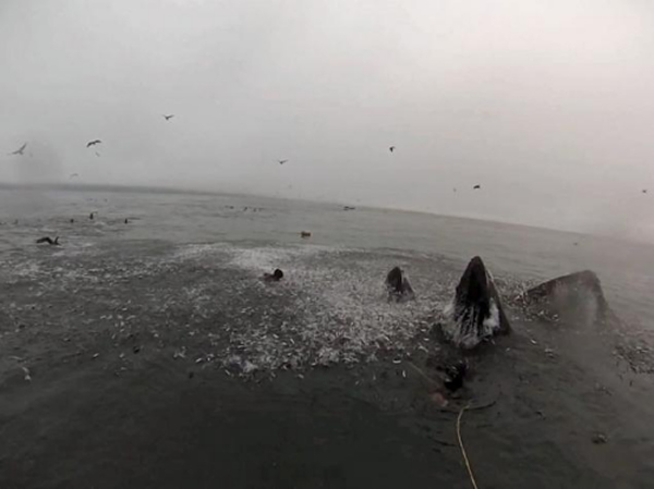 2ͷ��ͷ����׼��Ծ��ˮ�档