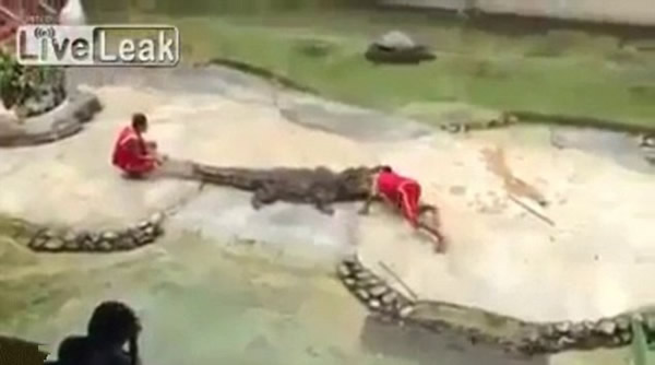 泰国鳄鱼表演失控,鳄鱼忽然合上嘴巴