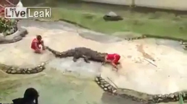 泰国鳄鱼表演失控,鳄鱼忽然合上嘴巴