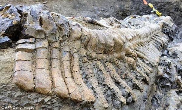 这是墨西哥境内首次发现保存完好的恐龙尾部骨骼化石,长度大约5米,其历史可追溯至7200万年前