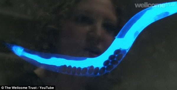 显微镜下很容易观察到蓝色荧光穿过蠕虫内脏,“死神”如何悄然接近