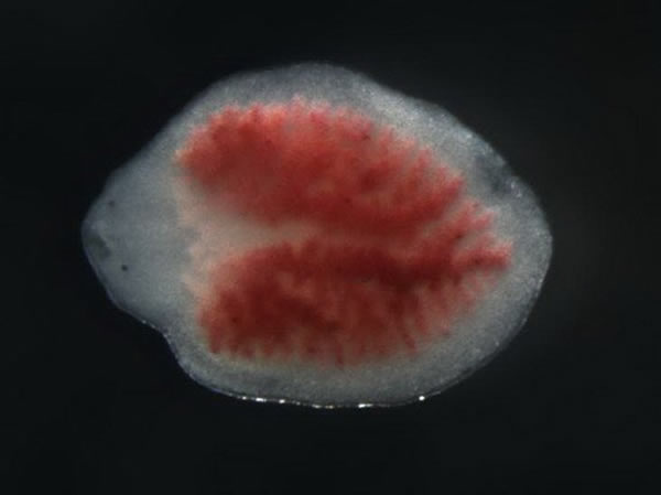 ���γ����µ�β����Ƭ�������γɾ���ͷ�����۾��������л���