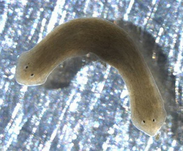 ��ʹ�����ͪ�����ڱ��γ棬�ܹ������γ�����ͷ��������ҩ������������γ��Ⱦ����