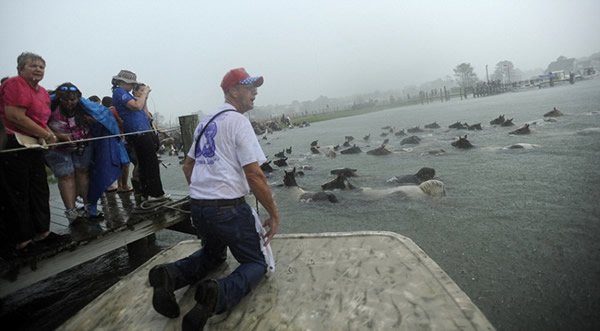 美国弗吉尼亚东海滨举办第88届钦科蒂格野马游泳节