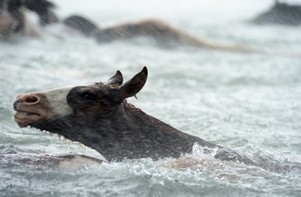 美国弗吉尼亚东海滨举办第88届钦科蒂格野马游泳节