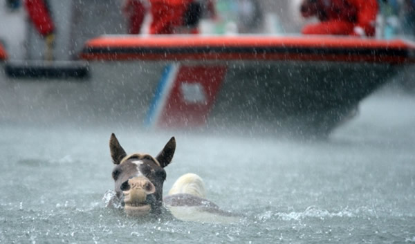 美国弗吉尼亚东海滨举办第88届钦科蒂格野马游泳节