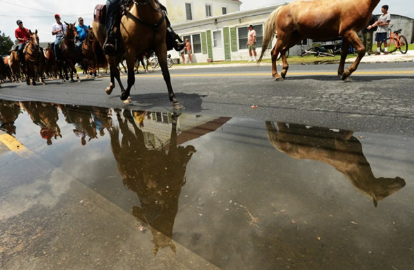 美国弗吉尼亚东海滨举办第88届钦科蒂格野马游泳节
