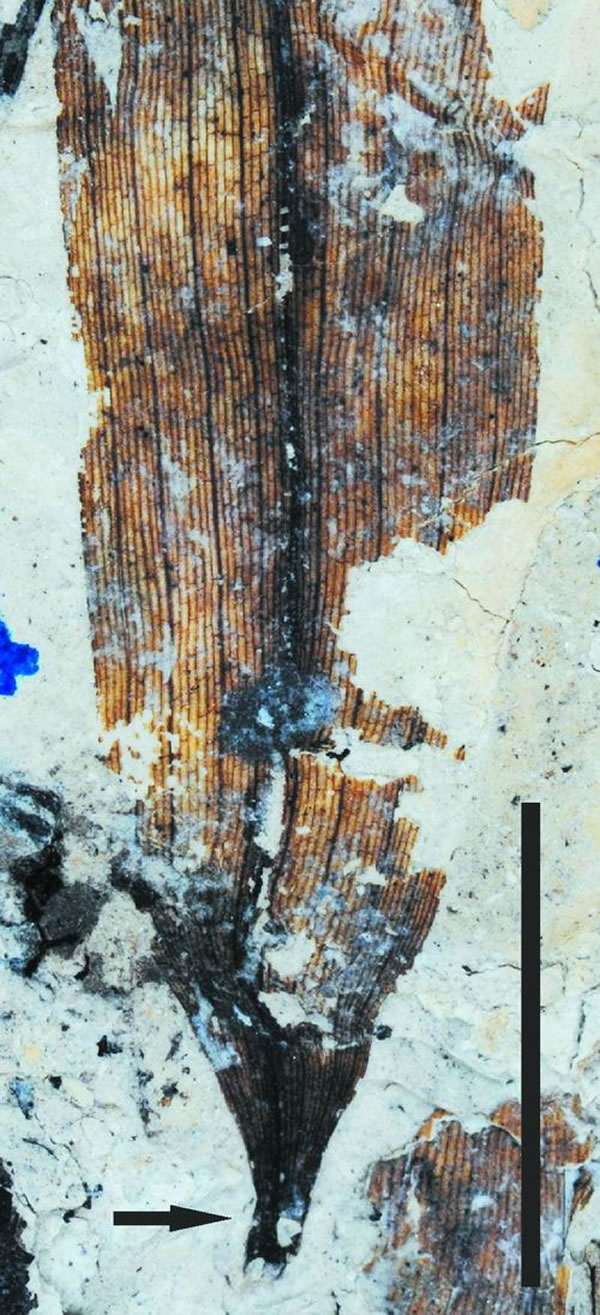 竹子化石的发现表明中新世时期云南就已适宜大熊猫生存和演化