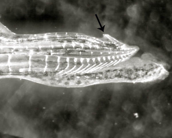 ���Թű���������ֳ��ĩ��צ��ǿ�ȴ��Խ���