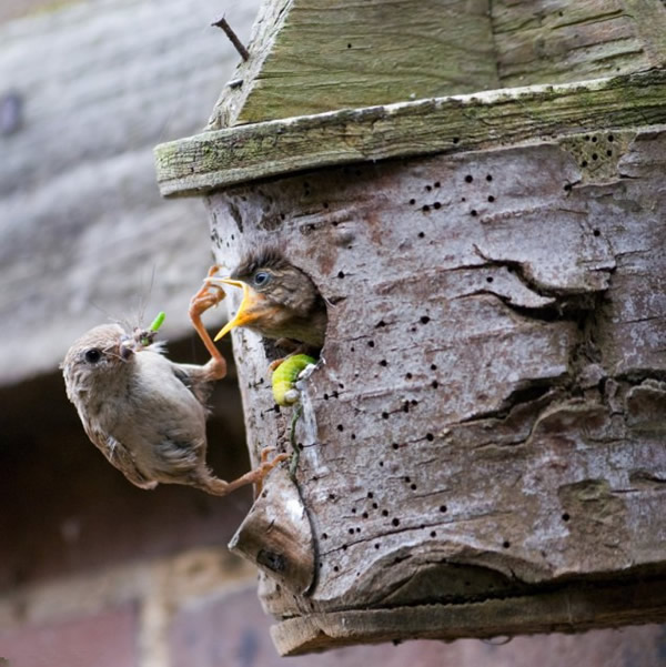 Ӣ�������ؿ���������ιʳ��������