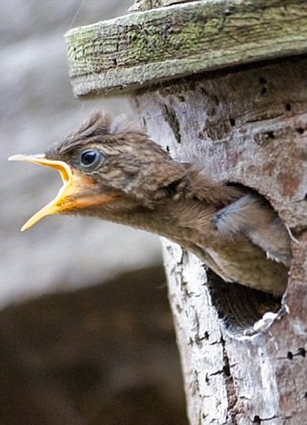 Ӣ�������ؿ���������ιʳ��������