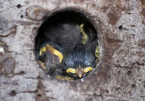 Ӣ�������ؿ���������ιʳ��������