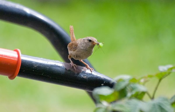 Ӣ�������ؿ���������ιʳ��������