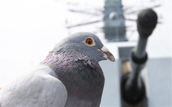 ������;�����ڴ������ϱ�Ӣ����������