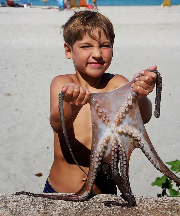 美国游客在希腊抓到罕见的六足章鱼