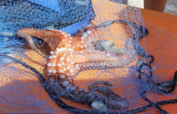 美国游客在希腊抓到罕见的六足章鱼