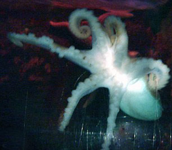 美国游客在希腊抓到罕见的六足章鱼