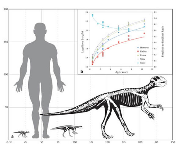 鹦鹉嘴龙生长曲线与行走姿态转变 (赵祺供图)