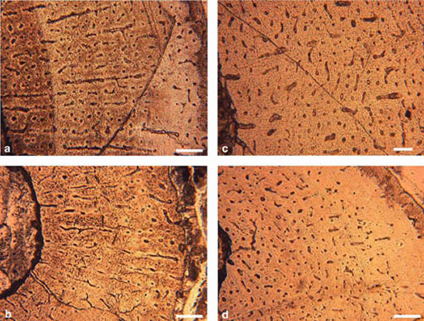 鹦鹉嘴龙幼年个体中前肢放射状的脉管通道(a,b)与后肢纵向发育的脉管通道(c,d) (赵祺供图)