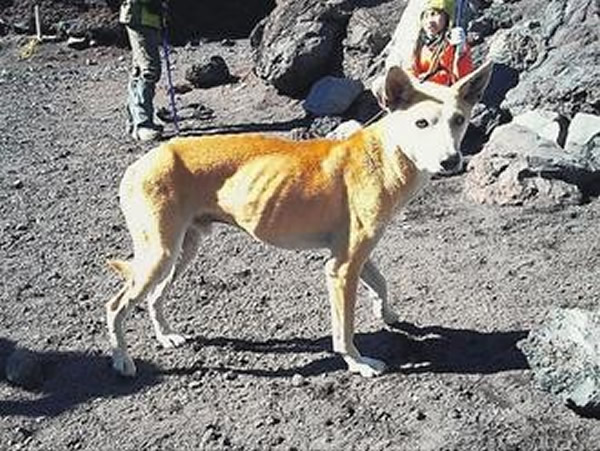 日本3700米富士山顶现迷路小狗
