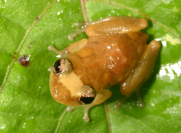 大草原青蛙(Eleutherodactylus juanariveroi)