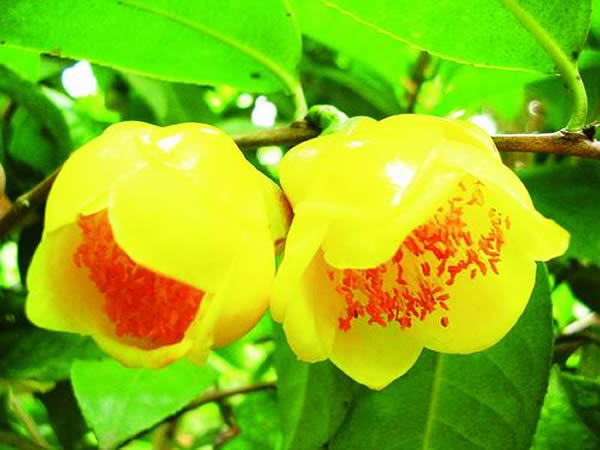 �����Ľ𻨲�