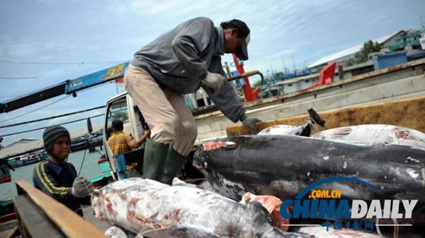 印尼巴厘岛渔民从船上卸下鲨鱼