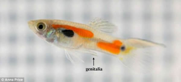 加拿大科学家发现貌似善意的雄孔雀鱼生殖器进化出倒刺,迫使不接受雄性感情的雌性和它交配。