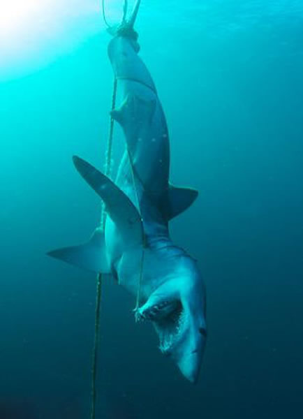 澳大利亚海洋保护区鲨鱼遭屠杀