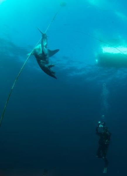 澳大利亚海洋保护区鲨鱼遭屠杀
