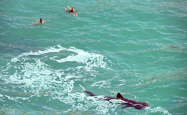 英国海滩游泳者与鲨鱼同游