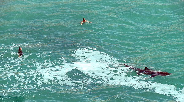 英国海滩游泳者与鲨鱼同游