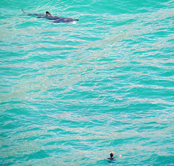 英国海滩游泳者与鲨鱼同游