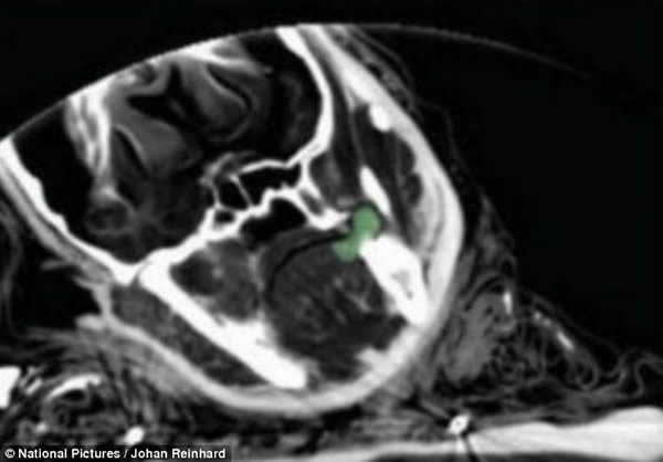 ڲXƬʾ֮ĹſҶɫ֣ſҶ;ƾ״̬ʣⱻΪʥģܺԼܺصǰʾ׽