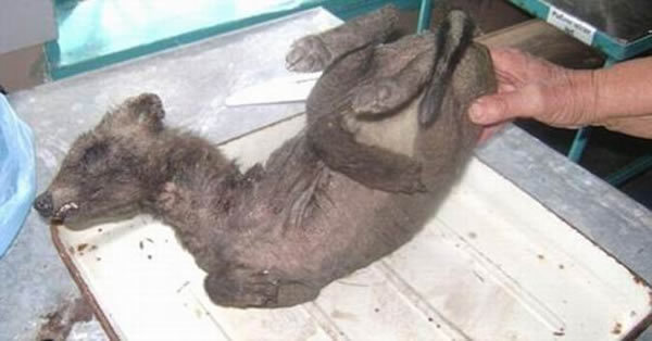 ����һֻ���ܷ���Ļ���ͻ����꣬����ǰ��������ʵ��ĸ�����ڿ�����ѧ�ҳƣ���������һֻ���