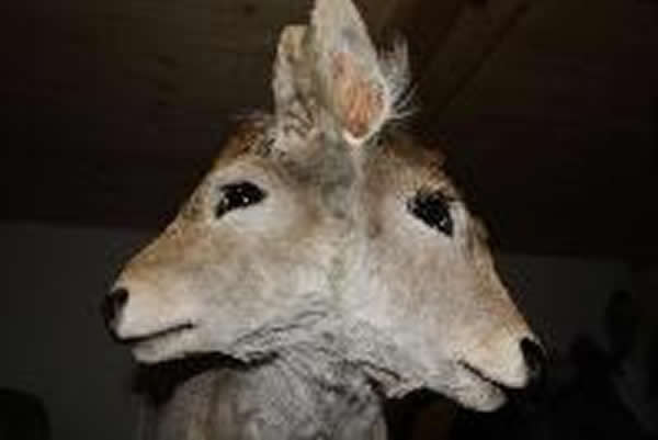 经典的自然怪物一头双头小牛