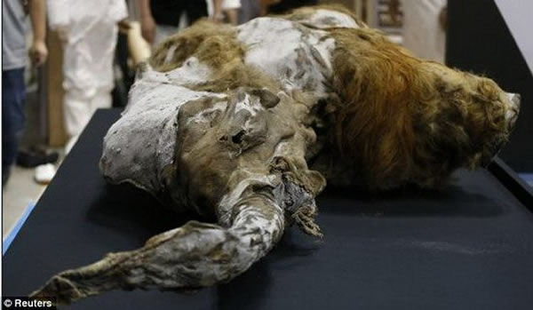 ���ɹ���¡�����ϵ�һ�����鶯����������������������ϸ����ѧ������-ά�����ر�ʾ���ִ���ѧ�����ܹ�ʹ�����ط�����ͼ�������ձ�չ���Ķ���˹���ȿ�������ʬ��