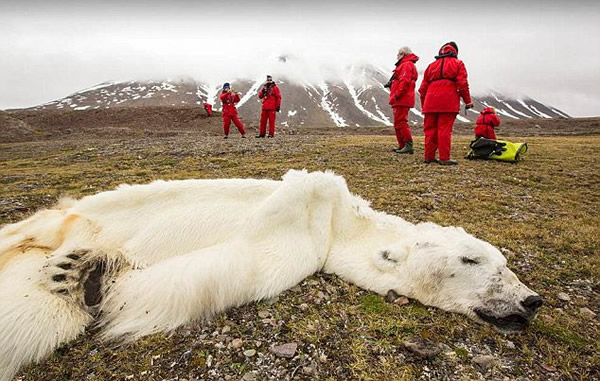 气候变化致北极熊难觅食被饿死