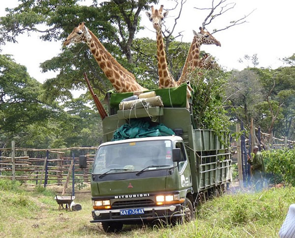 肯尼亚中部惊现4只搭乘货车的长颈鹿