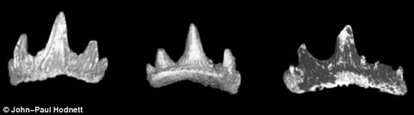 Diablodontus Michaeledmundi牙齿化石