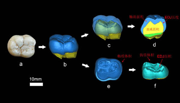 巨猿牙齿二维与三维釉质厚度的测量(张立召供图)