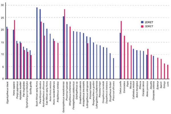 巨猿与其他现生及化石灵长类牙齿相对釉质厚度比较(张立召供图)