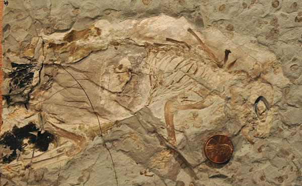 “哺乳形巨齿兽”化石(8月6日摄)。