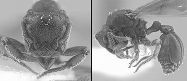 Eurhopalothrix procera