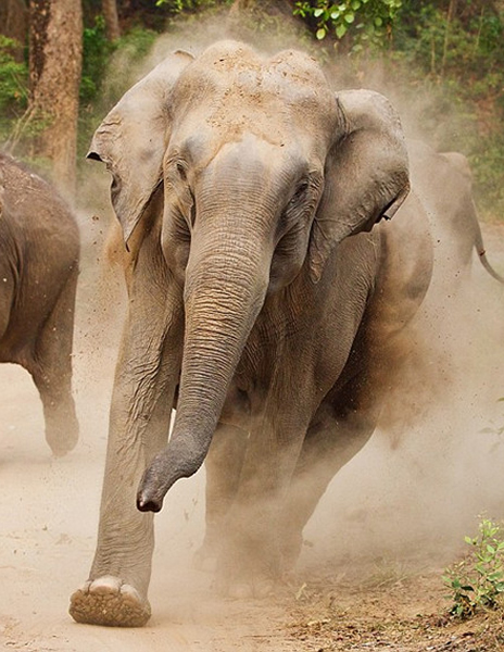 野生动物摄影师在拍摄过程中遭母象袭击