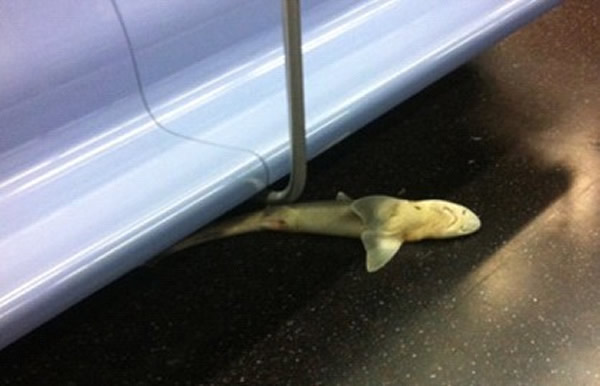 鲨鱼现身美国纽约地铁