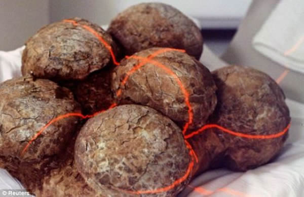 一位研究人员说,贪婪的恐龙吃了很多恐龙蛋,造成它们大规模灭绝。但今天的科学家指出,虽然化石显示这些动物非常喜欢蛋,但它们不可能把它们全部吃光。照片显示,科学家正