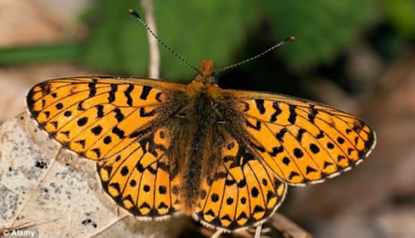 昆虫学家弗兰德斯20世纪60年代提出,在白垩纪,最早的飞蛾和毛毛虫吃光地球上的所有植被,致使食草恐龙失去维持生存的必要食物。照片展示了一只现在的珍珠边豹纹蝶。