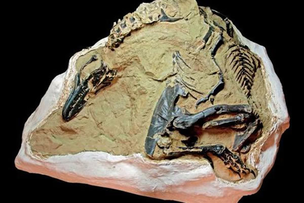 一具矮暴龙和三角龙的骨骼化石呈现出它们死亡前的殊死战争,该骨骼化石完整且保存状况较好。